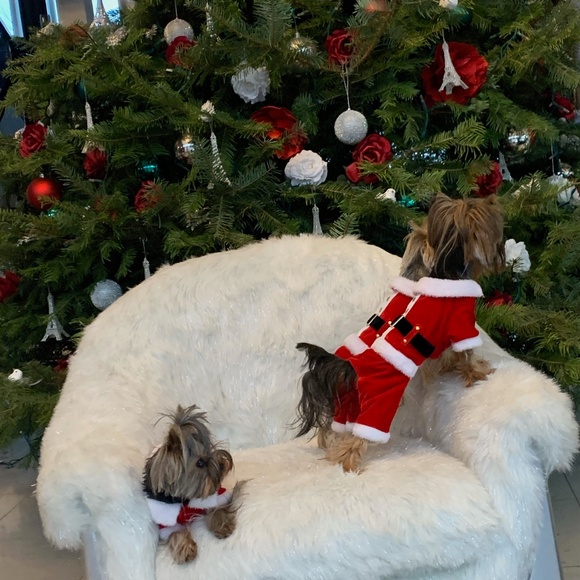 Meet your Posher, Carmen - Picture 2 of 3